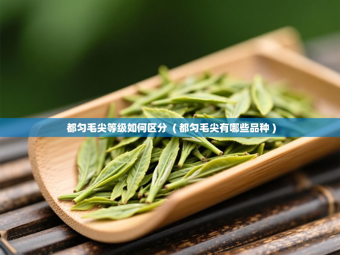 都匀毛尖等级如何区分  ( 都匀毛尖有哪些品种 )  都匀毛尖等级如何区分  ( 都匀毛尖有哪些品种 )