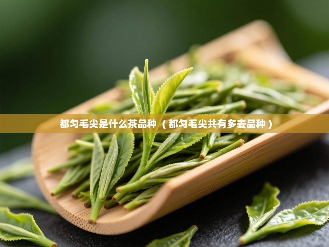 都匀毛尖是什么茶品种  ( 都匀毛尖共有多去品种 )  都匀毛尖是什么茶品种  ( 都匀毛尖共有多去品种 )