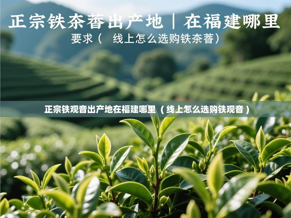正宗铁观音出产地在福建哪里  ( 线上怎么选购铁观音 )  正宗铁观音出产地在福建哪里  ( 线上怎么选购铁观音 )