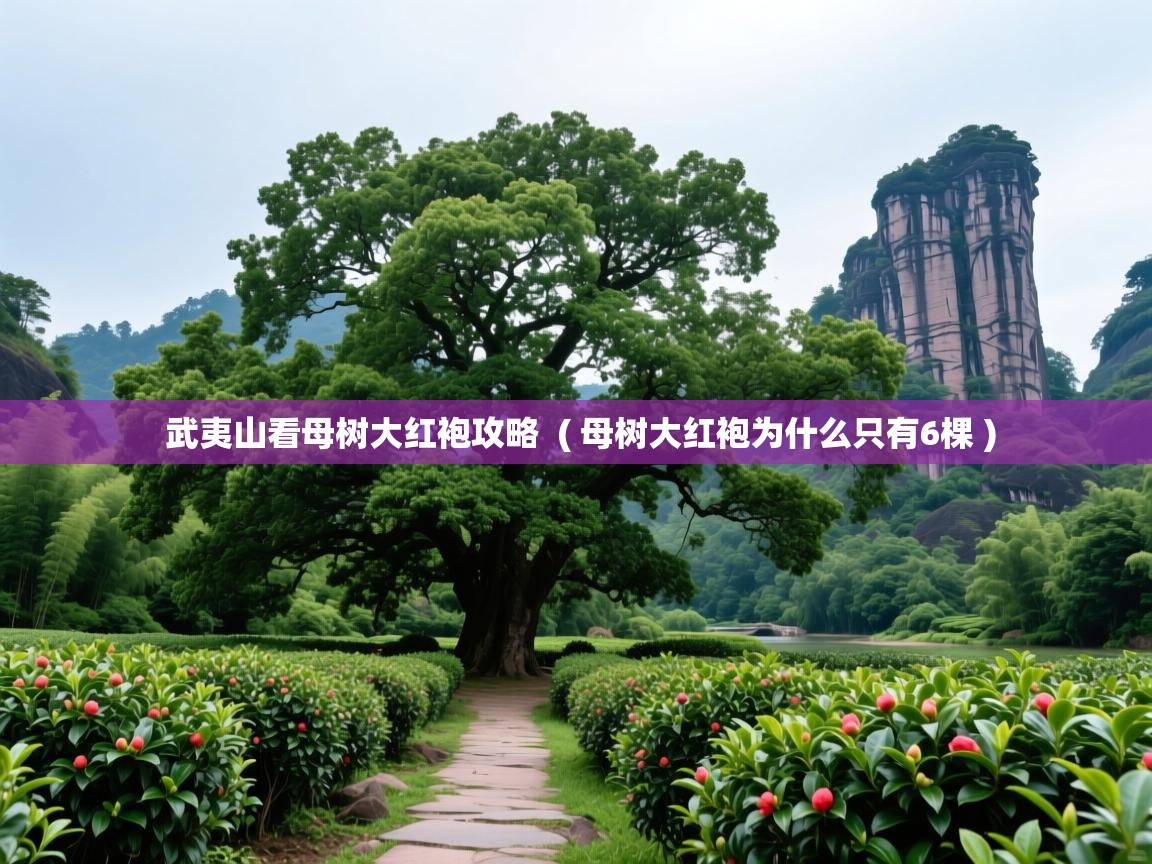 武夷山看母树大红袍攻略  ( 母树大红袍为什么只有6棵 )  武夷山看母树大红袍攻略  ( 母树大红袍为什么只有6棵 )