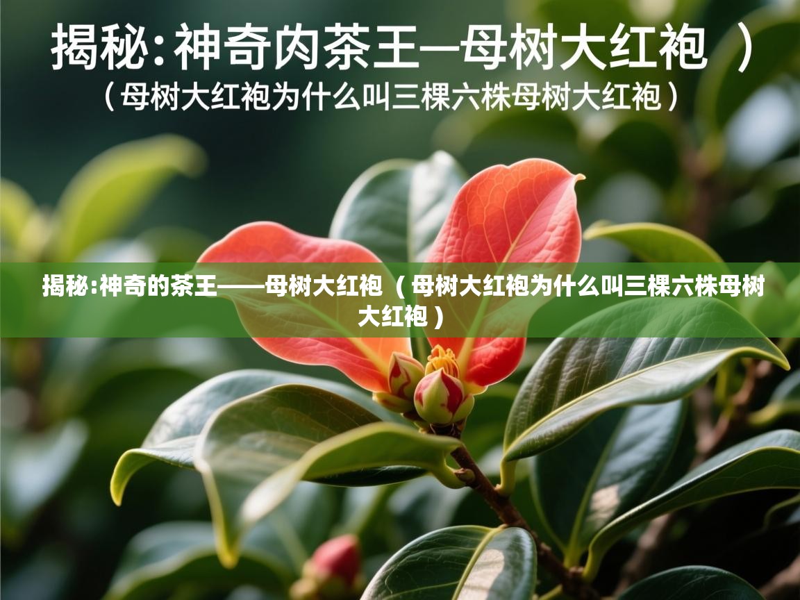 揭秘:神奇的茶王——母树大红袍  ( 母树大红袍为什么叫三棵六株母树大红袍 )  揭秘:神奇的茶王——母树大红袍  ( 母树大红袍为什么叫三棵六株母树大红袍 )