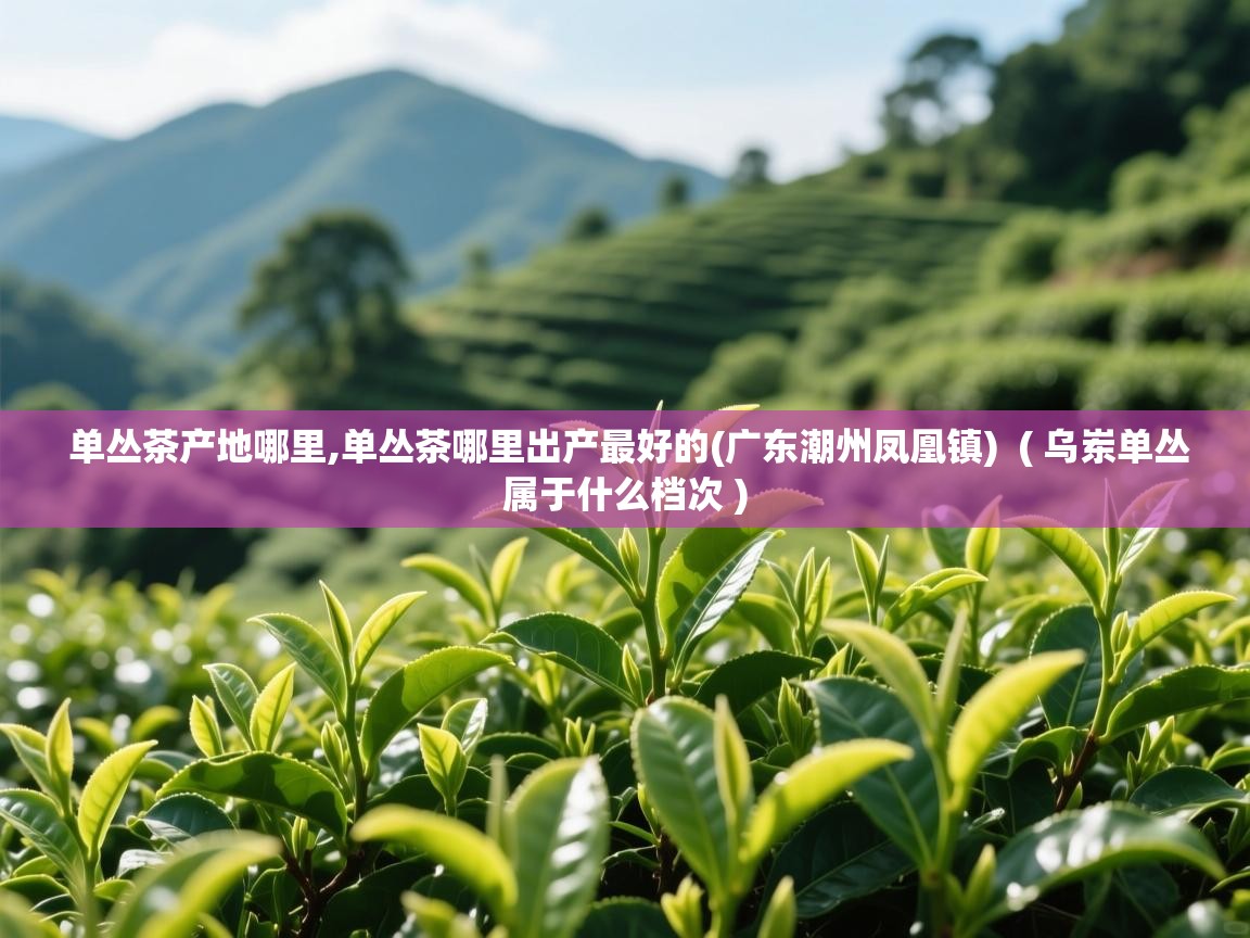 单丛茶产地哪里,单丛茶哪里出产最好的(广东潮州凤凰镇)  ( 乌岽单丛属于什么档次 )  单丛茶产地哪里,单丛茶哪里出产最好的(广东潮州凤凰镇)  ( 乌岽单丛属于什么档次 )