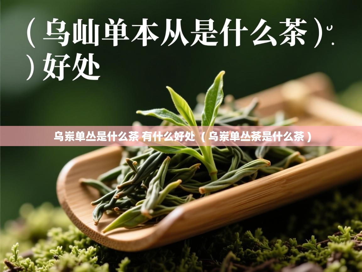 乌岽单丛是什么茶 有什么好处  ( 乌岽单丛茶是什么茶 )  乌岽单丛是什么茶 有什么好处  ( 乌岽单丛茶是什么茶 )