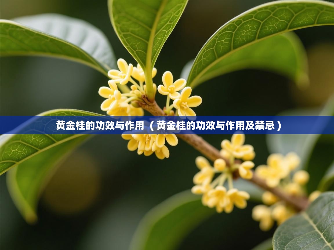  黄金桂的功效与作用  ( 黄金桂的功效与作用及禁忌 )