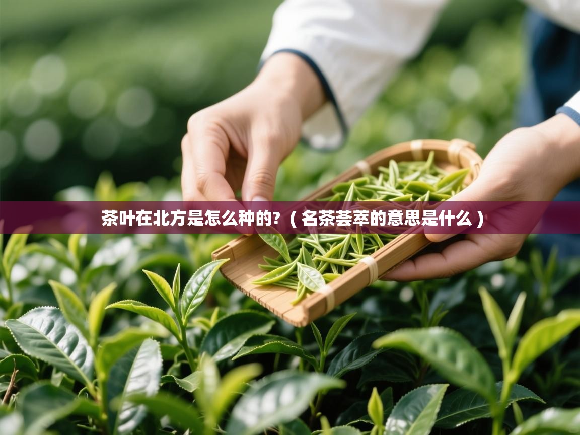  茶叶在北方是怎么种的?  ( 名茶荟萃的意思是什么 )