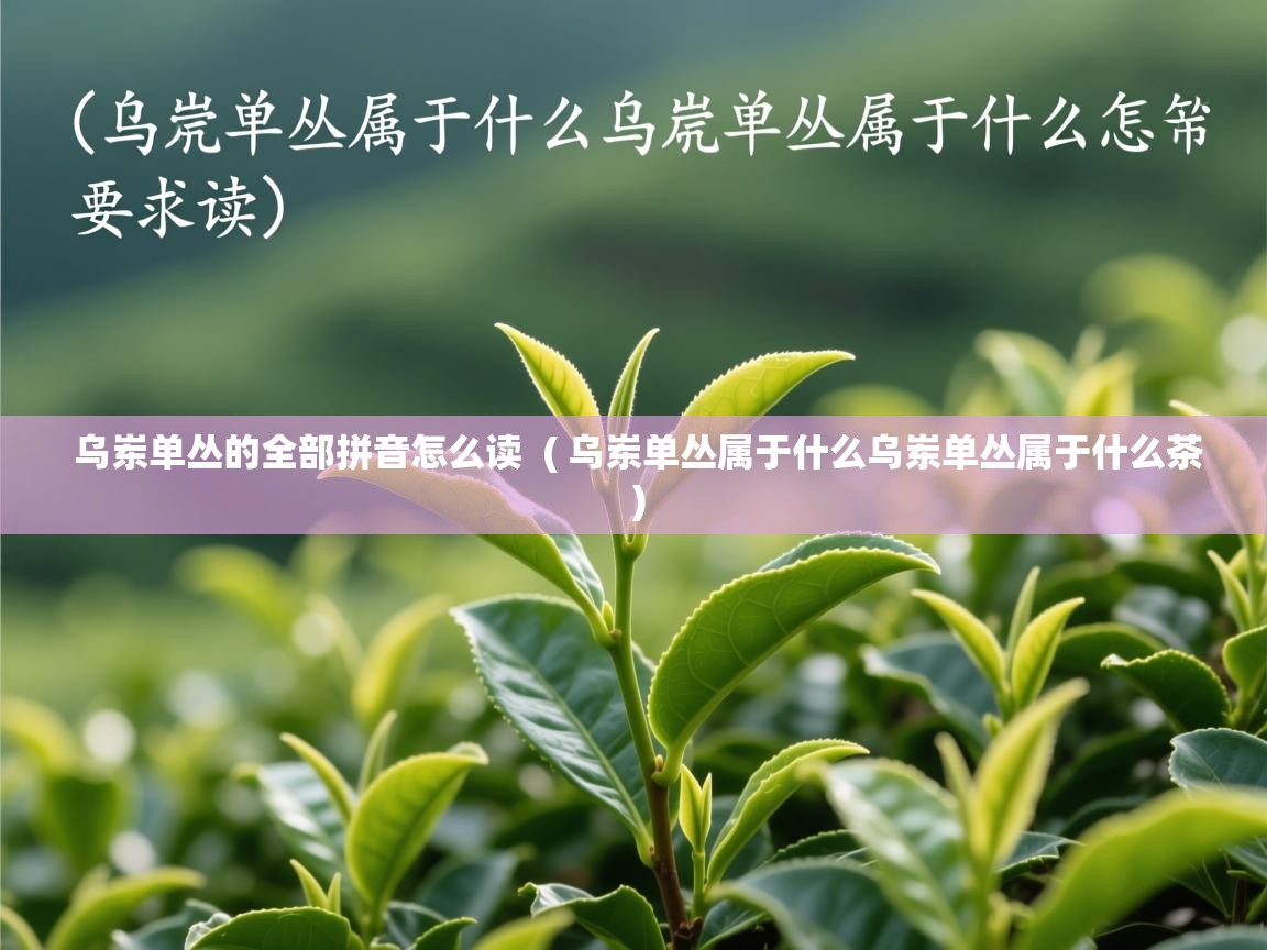 乌岽单丛的全部拼音怎么读  ( 乌岽单丛属于什么乌岽单丛属于什么茶 )  乌岽单丛的全部拼音怎么读  ( 乌岽单丛属于什么乌岽单丛属于什么茶 )