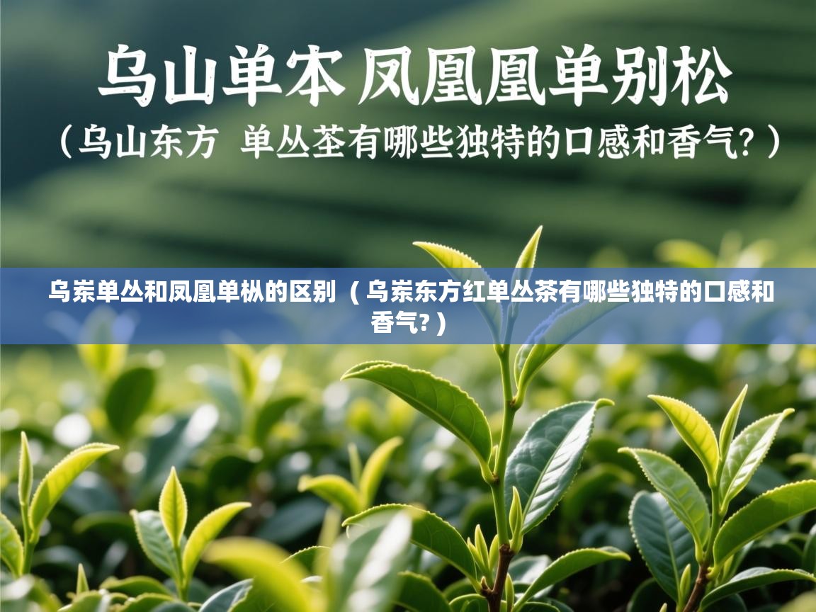 乌岽单丛和凤凰单枞的区别  ( 乌岽东方红单丛茶有哪些独特的口感和香气? )  乌岽单丛和凤凰单枞的区别  ( 乌岽东方红单丛茶有哪些独特的口感和香气? )