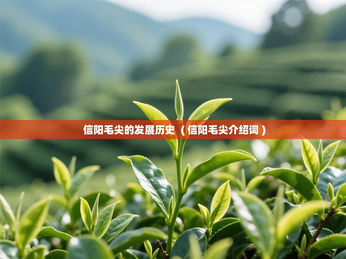  信阳毛尖的发展历史  ( 信阳毛尖介绍词 )