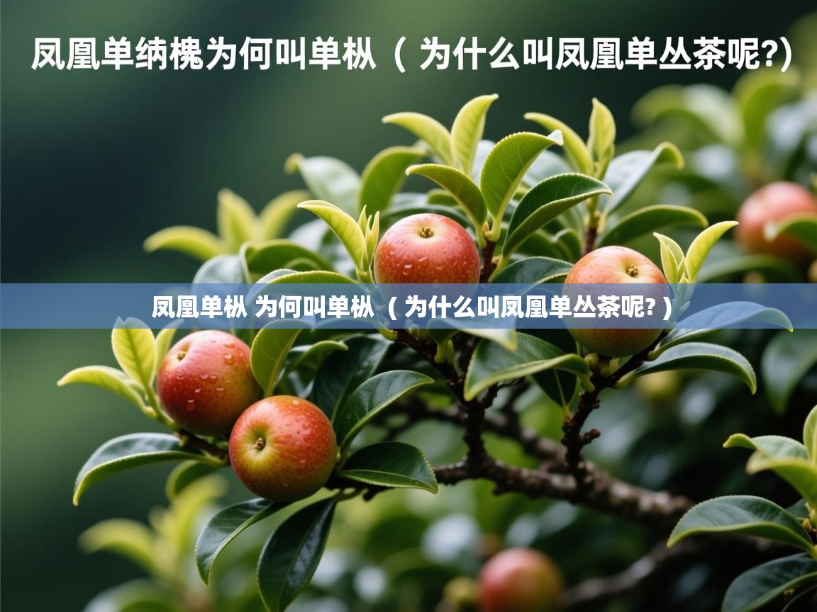  凤凰单枞 为何叫单枞  ( 为什么叫凤凰单丛茶呢? )