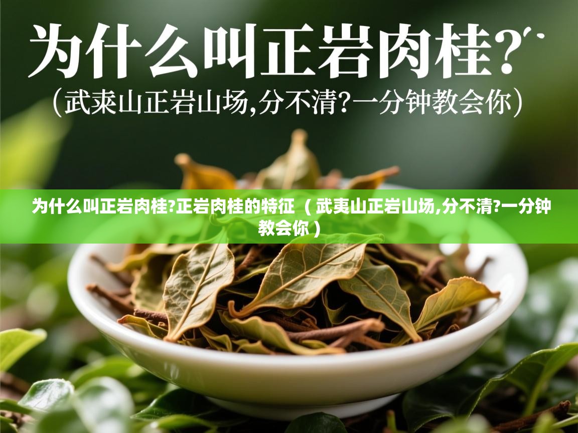 为什么叫正岩肉桂?正岩肉桂的特征  ( 武夷山正岩山场,分不清?一分钟教会你 )  为什么叫正岩肉桂?正岩肉桂的特征  ( 武夷山正岩山场,分不清?一分钟教会你 )