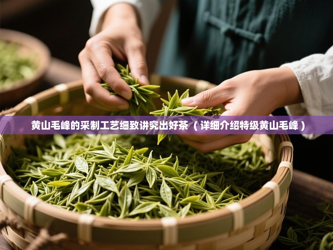  黄山毛峰的采制工艺细致讲究出好茶  ( 详细介绍特级黄山毛峰 )