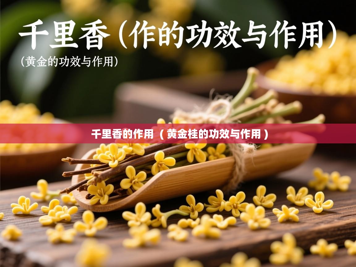  千里香的作用  ( 黄金桂的功效与作用 )