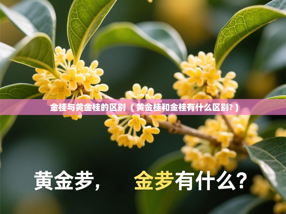  金桂与黄金桂的区别  ( 黄金桂和金桂有什么区别? )