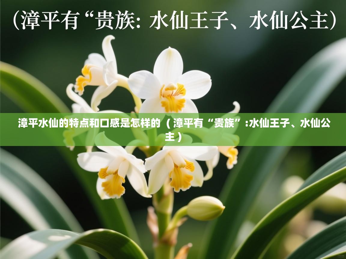 漳平水仙的特点和口感是怎样的  ( 漳平有“贵族”:水仙王子、水仙公主 )  漳平水仙的特点和口感是怎样的  ( 漳平有“贵族”:水仙王子、水仙公主 )