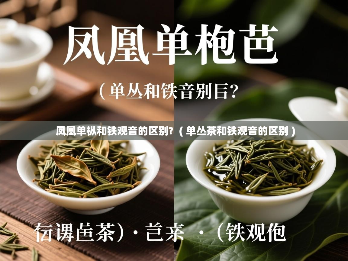 凤凰单枞和铁观音的区别?  ( 单丛茶和铁观音的区别 )  凤凰单枞和铁观音的区别?  ( 单丛茶和铁观音的区别 )