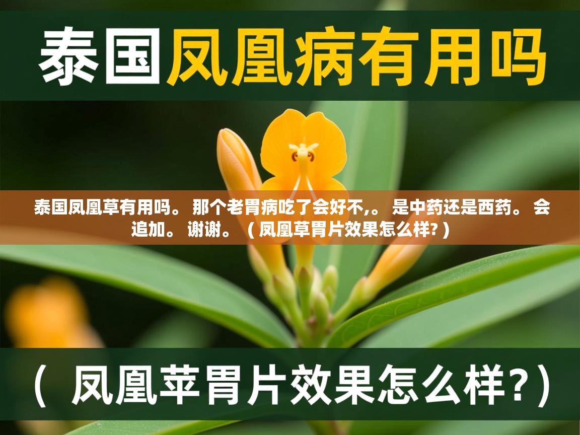 泰国凤凰草有用吗。 那个老胃病吃了会好不,。 是中药还是西药。 会追加。 谢谢。  ( 凤凰草胃片效果怎么样? )  泰国凤凰草有用吗。 那个老胃病吃了会好不,。 是中药还是西药。 会追加。 谢谢。  ( 凤凰草胃片效果怎么样? )