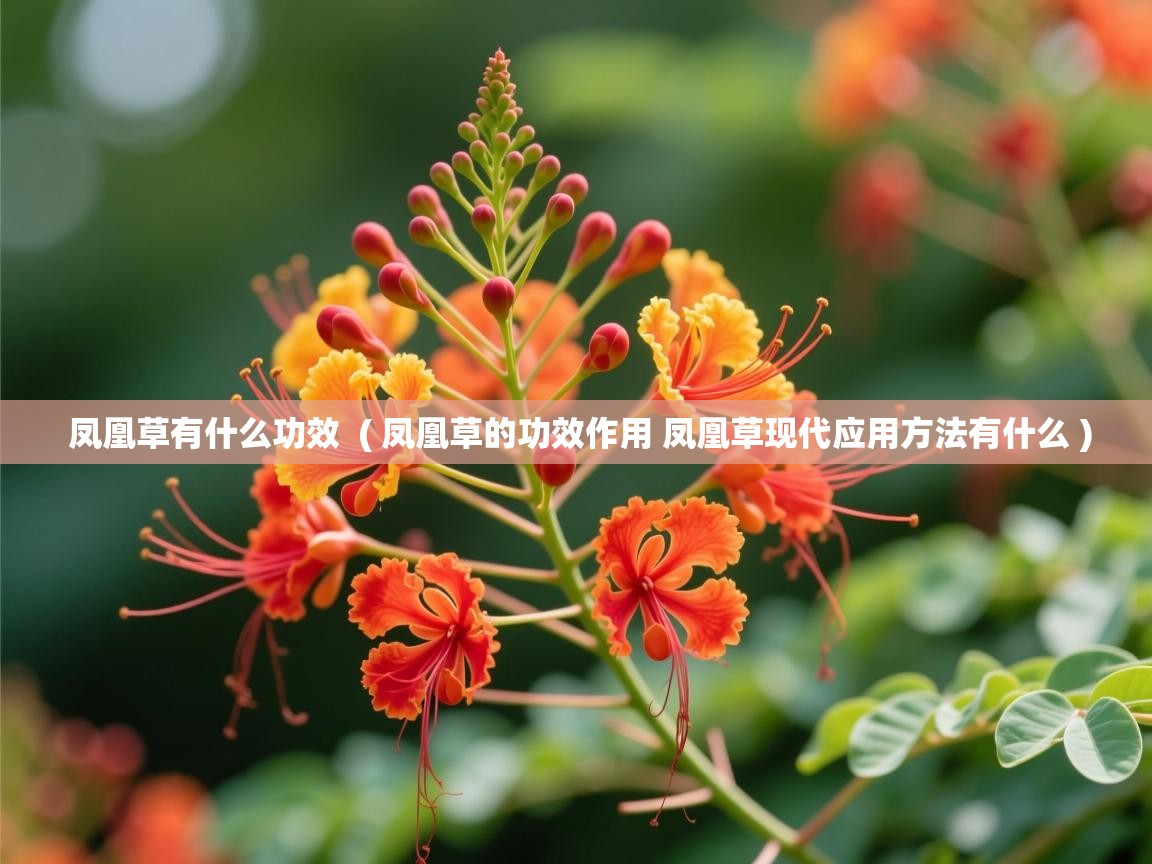 凤凰草有什么功效  ( 凤凰草的功效作用 凤凰草现代应用方法有什么 )  凤凰草有什么功效  ( 凤凰草的功效作用 凤凰草现代应用方法有什么 )