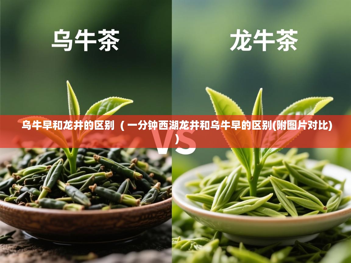 乌牛早和龙井的区别  ( 一分钟西湖龙井和乌牛早的区别(附图片对比) )  乌牛早和龙井的区别  ( 一分钟西湖龙井和乌牛早的区别(附图片对比) )