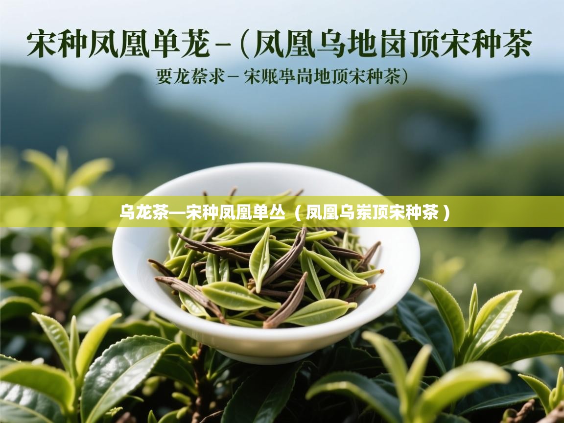 乌龙茶—宋种凤凰单丛  ( 凤凰乌岽顶宋种茶 )  乌龙茶—宋种凤凰单丛  ( 凤凰乌岽顶宋种茶 )