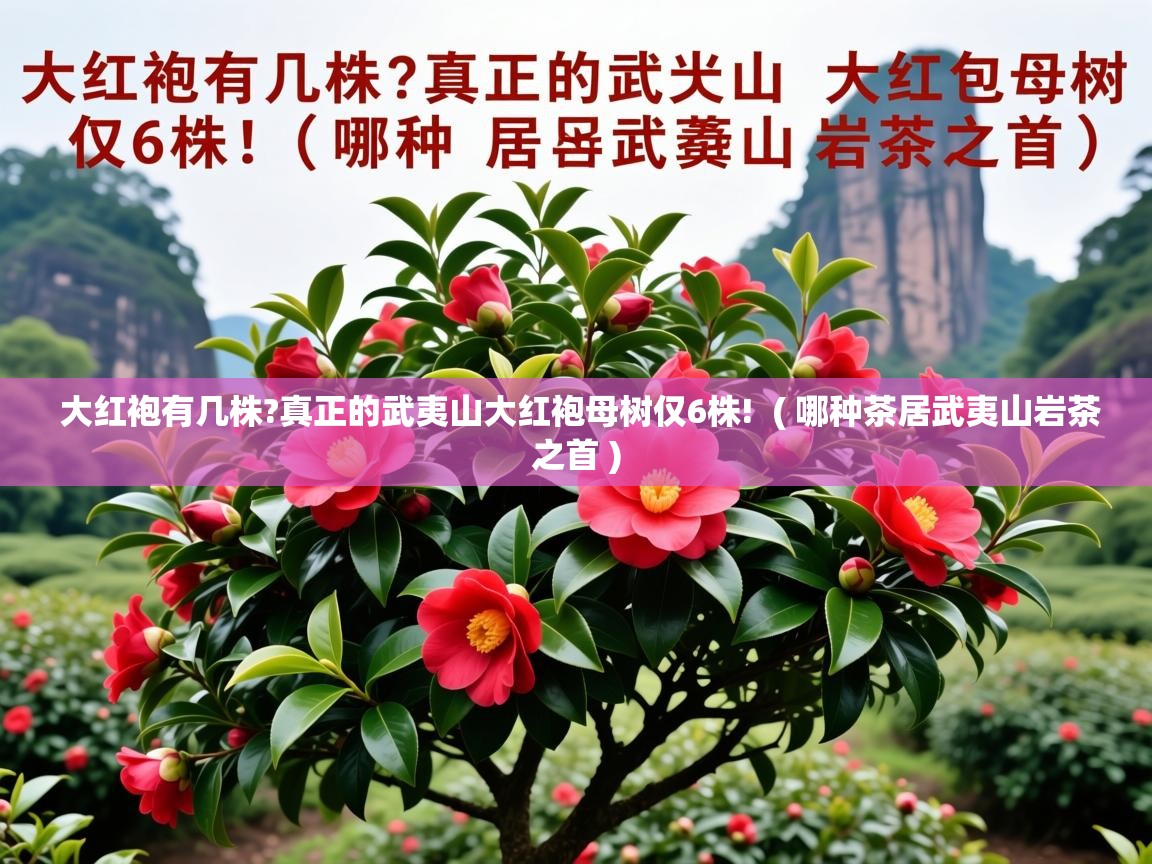 大红袍有几株?真正的武夷山大红袍母树仅6株!  ( 哪种茶居武夷山岩茶之首 )  大红袍有几株?真正的武夷山大红袍母树仅6株!  ( 哪种茶居武夷山岩茶之首 )