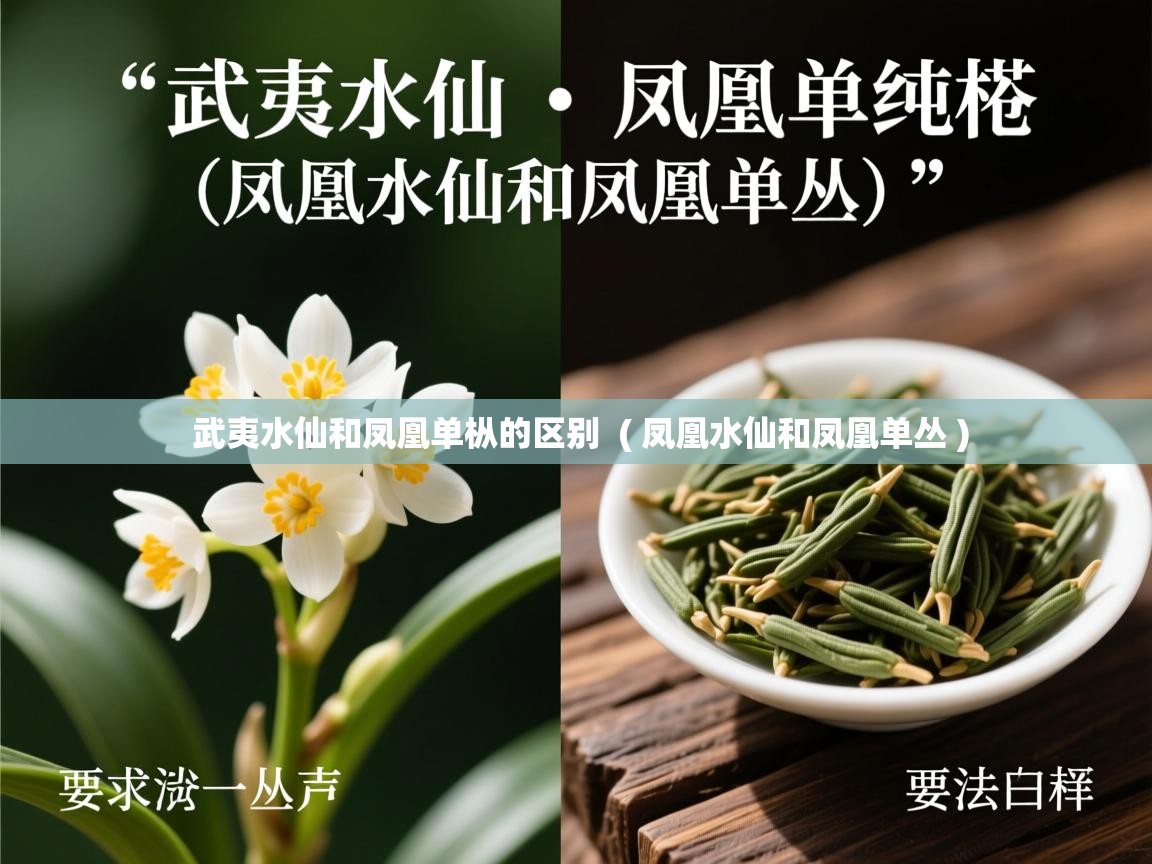 武夷水仙和凤凰单枞的区别  ( 凤凰水仙和凤凰单丛 )  武夷水仙和凤凰单枞的区别  ( 凤凰水仙和凤凰单丛 )