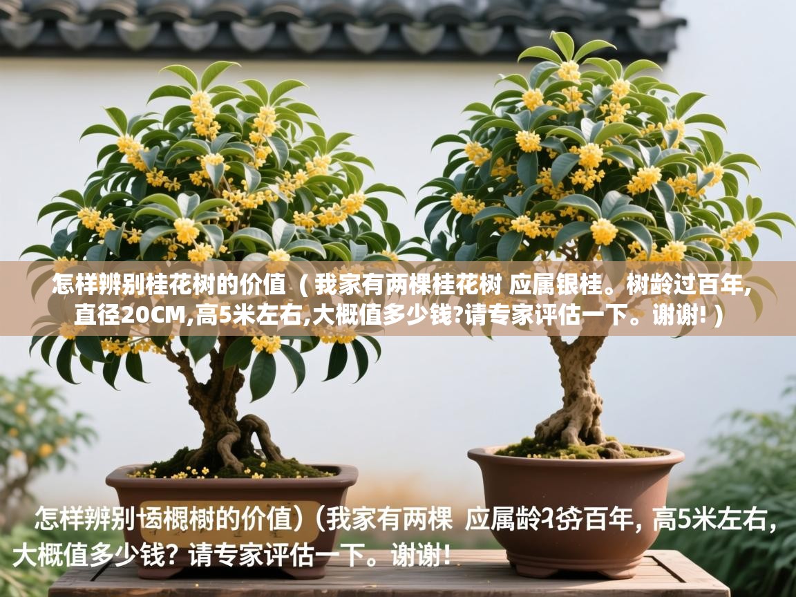  怎样辨别桂花树的价值  ( 我家有两棵桂花树 应属银桂。树龄过百年,直径20CM,高5米左右,大概值多少钱?请专家评估一下。谢谢! )