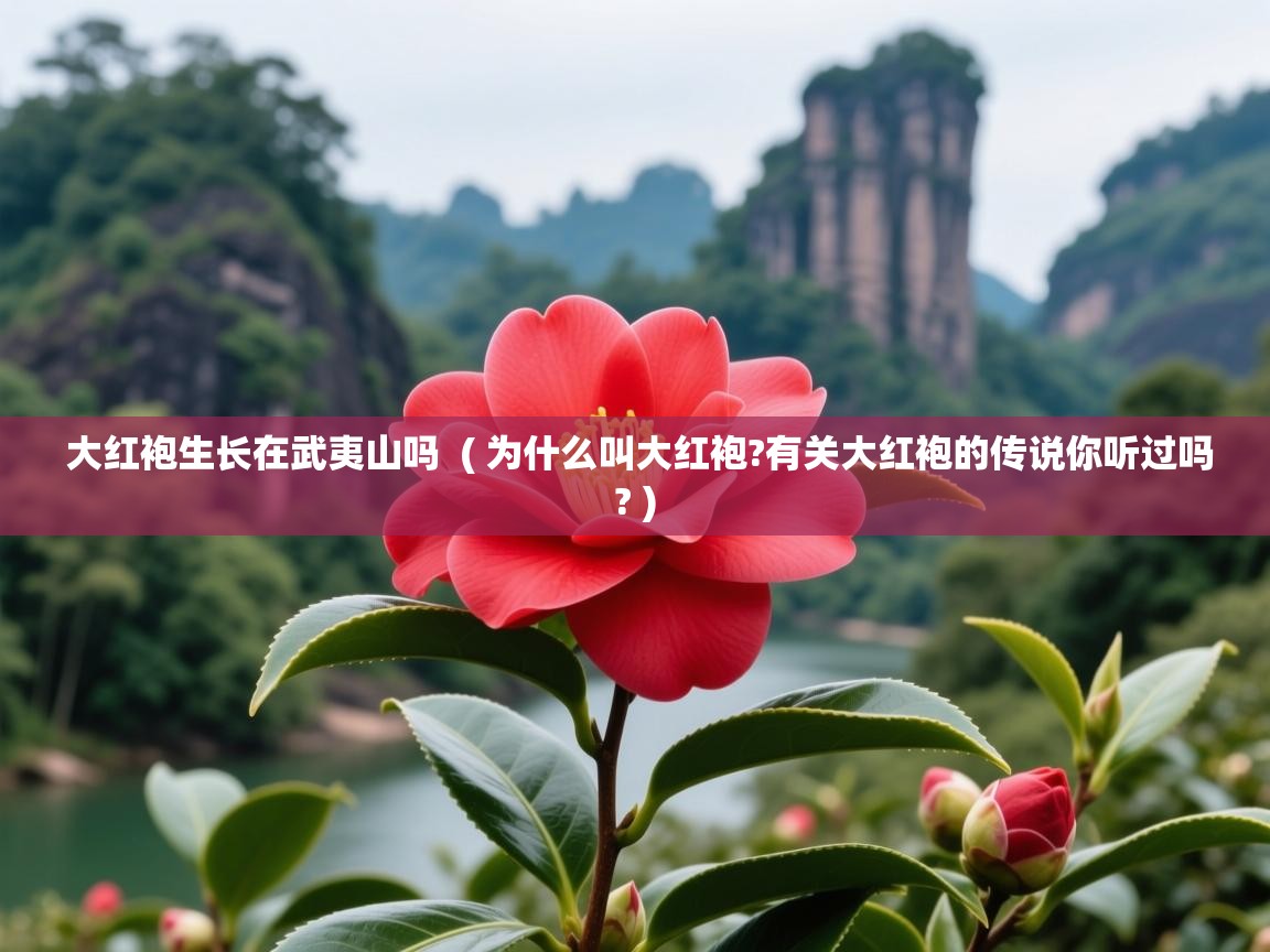 大红袍生长在武夷山吗  ( 为什么叫大红袍?有关大红袍的传说你听过吗? )  大红袍生长在武夷山吗  ( 为什么叫大红袍?有关大红袍的传说你听过吗? )