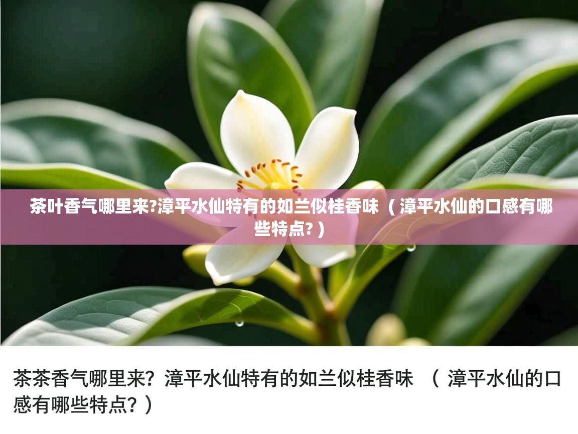 详细阅读: 茶叶香气哪里来?漳平水仙特有的如兰似桂香味  ( 漳平水仙的口感有哪些特点? )  茶叶香气哪里来?漳平水仙特有的如兰似桂香味  ( 漳平水仙的口感有哪些特点? )