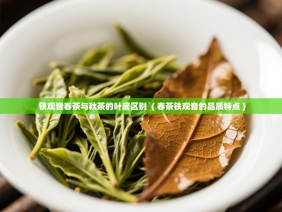 铁观音春茶与秋茶的叶底区别  ( 春茶铁观音的品质特点 )  铁观音春茶与秋茶的叶底区别  ( 春茶铁观音的品质特点 )