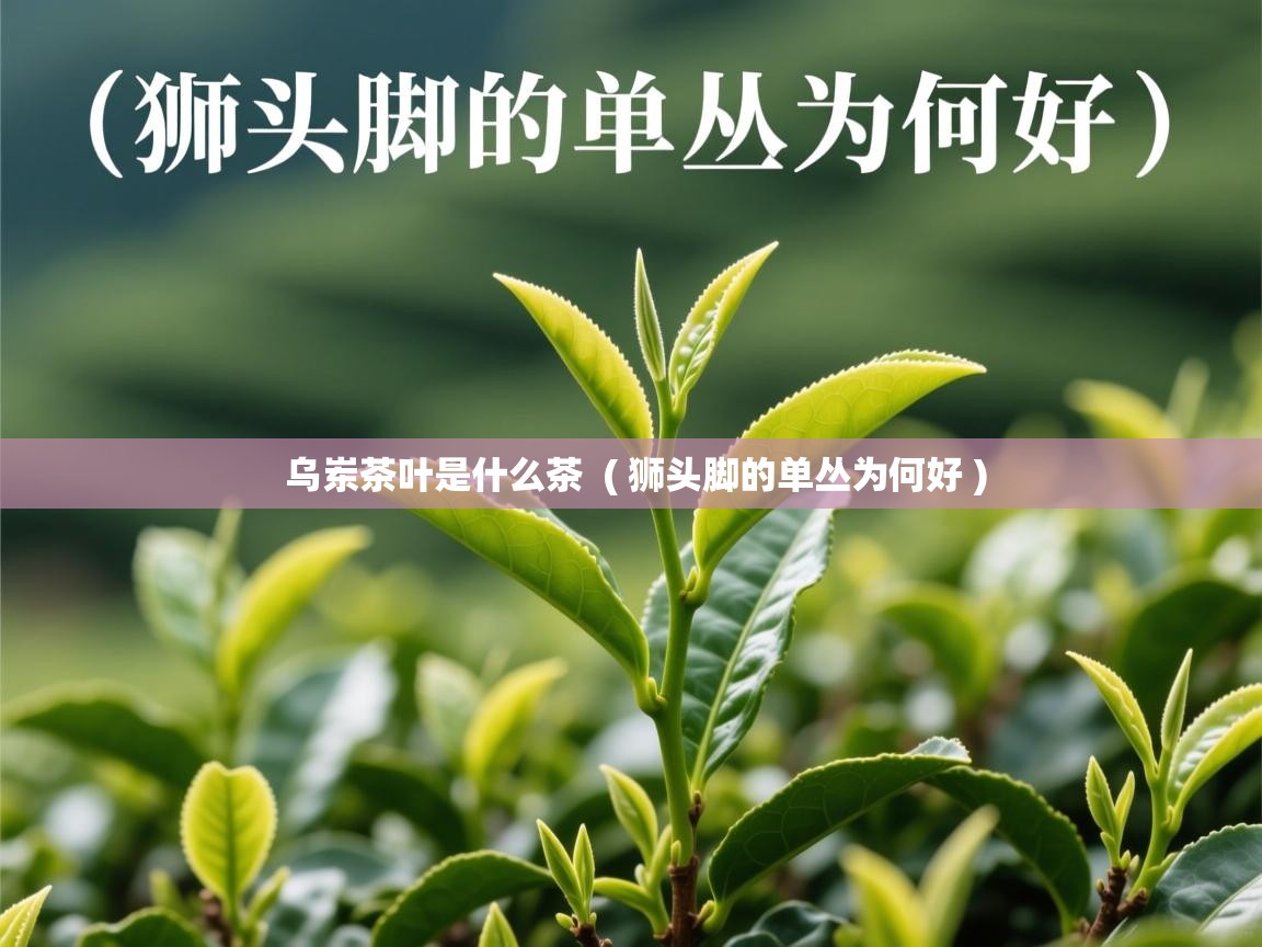 乌岽茶叶是什么茶  ( 狮头脚的单丛为何好 )  乌岽茶叶是什么茶  ( 狮头脚的单丛为何好 )