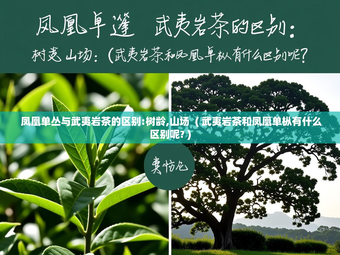 凤凰单丛与武夷岩茶的区别:树龄,山场  ( 武夷岩茶和凤凰单枞有什么区别呢? )  凤凰单丛与武夷岩茶的区别:树龄,山场  ( 武夷岩茶和凤凰单枞有什么区别呢? )