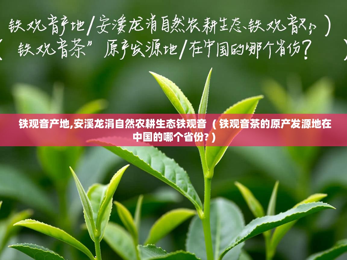 铁观音产地,安溪龙涓自然农耕生态铁观音  ( 铁观音茶的原产发源地在中国的哪个省份? )  铁观音产地,安溪龙涓自然农耕生态铁观音  ( 铁观音茶的原产发源地在中国的哪个省份? )