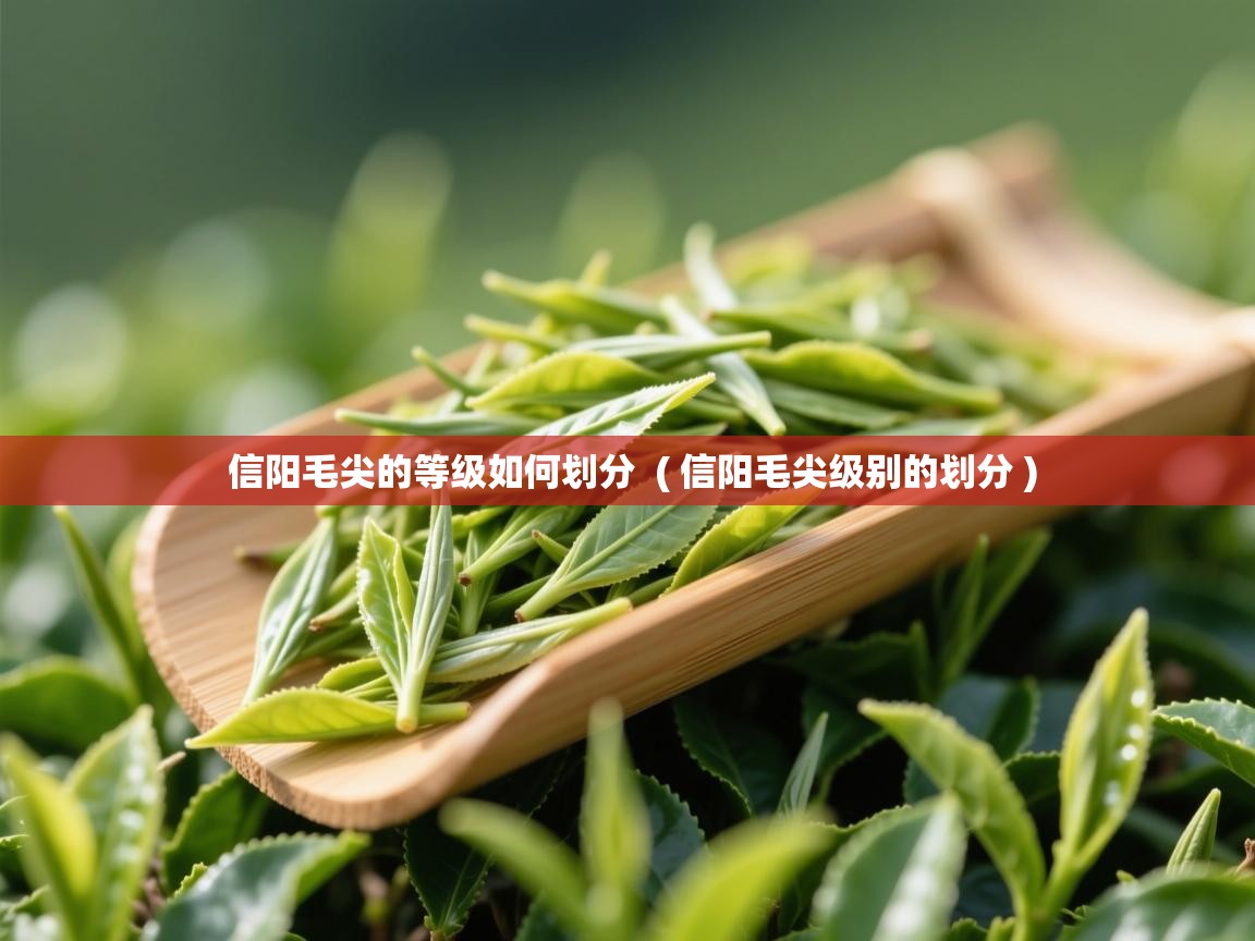 信阳毛尖的等级如何划分  ( 信阳毛尖级别的划分 )  信阳毛尖的等级如何划分  ( 信阳毛尖级别的划分 )