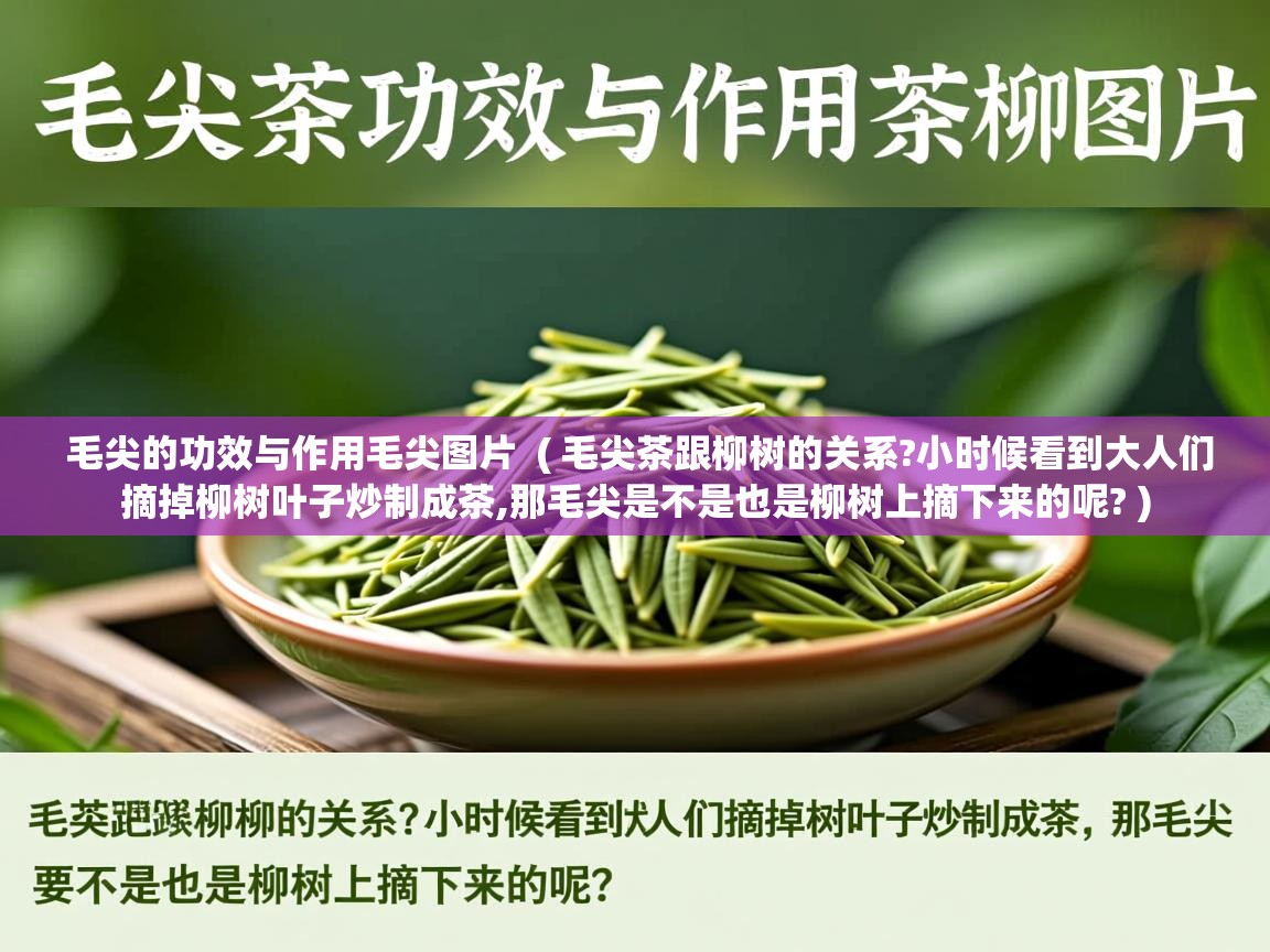 毛尖的功效与作用毛尖图片  ( 毛尖茶跟柳树的关系?小时候看到大人们摘掉柳树叶子炒制成茶,那毛尖是不是也是柳树上摘下来的呢? )  毛尖的功效与作用毛尖图片  ( 毛尖茶跟柳树的关系?小时候看到大人们摘掉柳树叶子炒制成茶,那毛尖是不是也是柳树上摘下来的呢? )