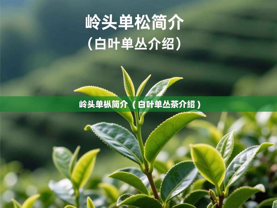 岭头单枞简介  ( 白叶单丛茶介绍 )  岭头单枞简介  ( 白叶单丛茶介绍 )