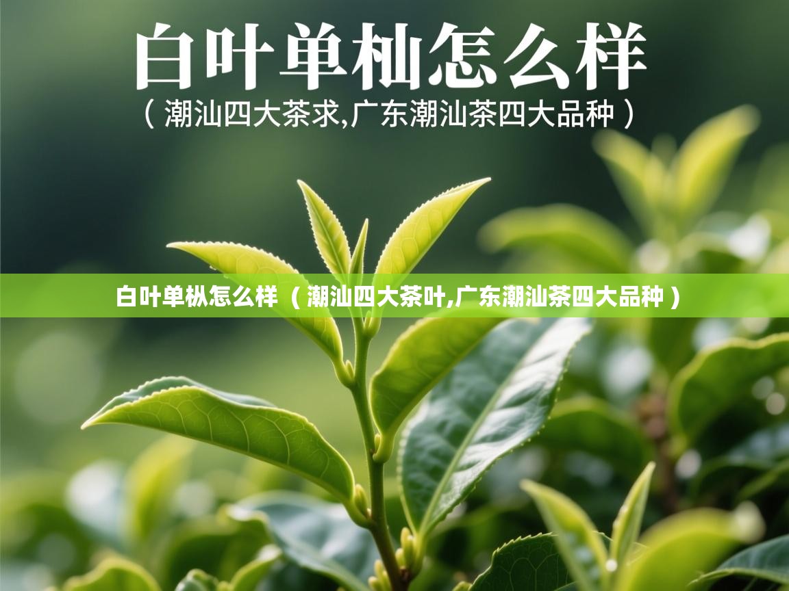 白叶单枞怎么样  ( 潮汕四大茶叶,广东潮汕茶四大品种 )  白叶单枞怎么样  ( 潮汕四大茶叶,广东潮汕茶四大品种 )