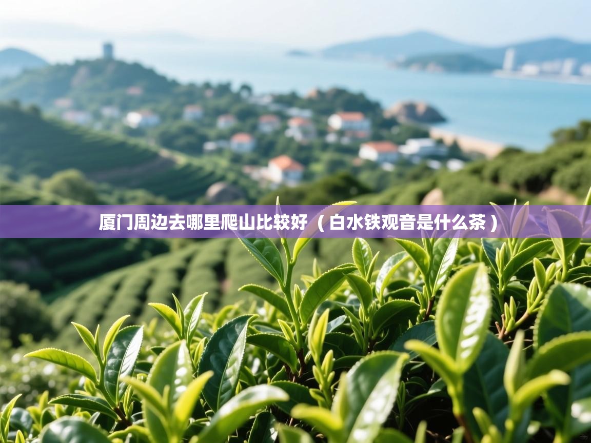  厦门周边去哪里爬山比较好  ( 白水铁观音是什么茶 )