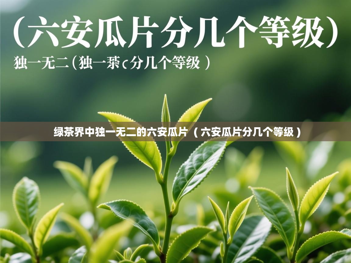  绿茶界中独一无二的六安瓜片  ( 六安瓜片分几个等级 )
