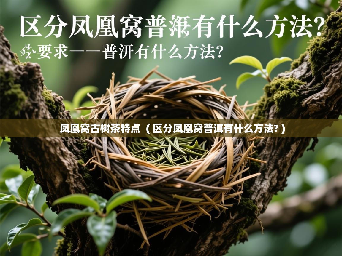 凤凰窝古树茶特点  ( 区分凤凰窝普洱有什么方法? )