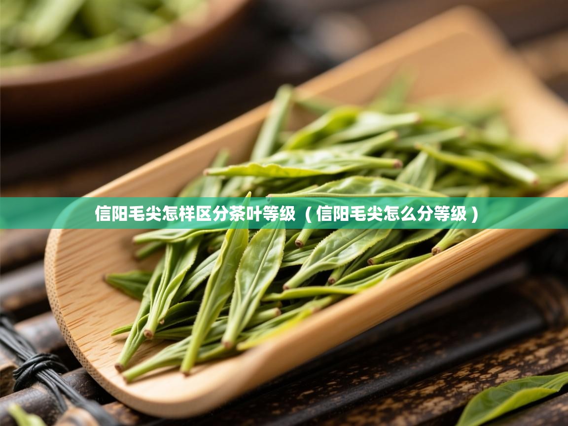  信阳毛尖怎样区分茶叶等级  ( 信阳毛尖怎么分等级 )