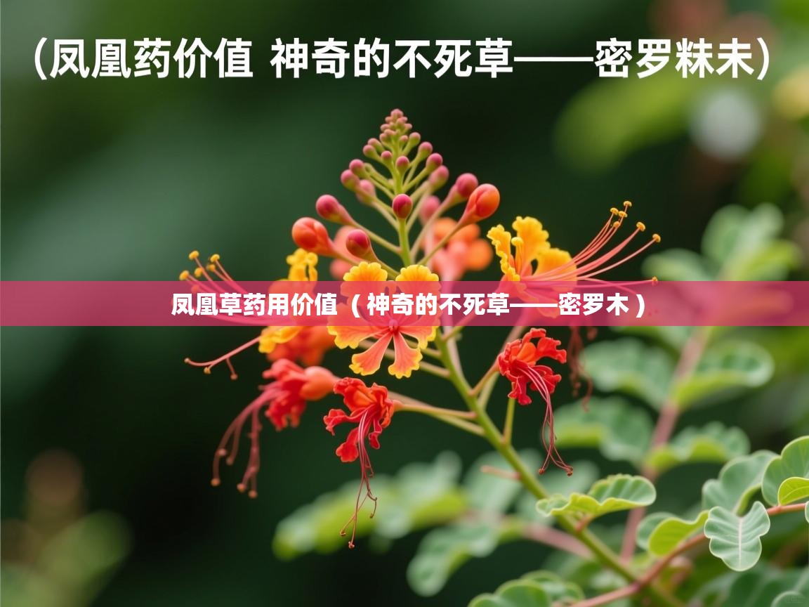  凤凰草药用价值  ( 神奇的不死草——密罗木 )