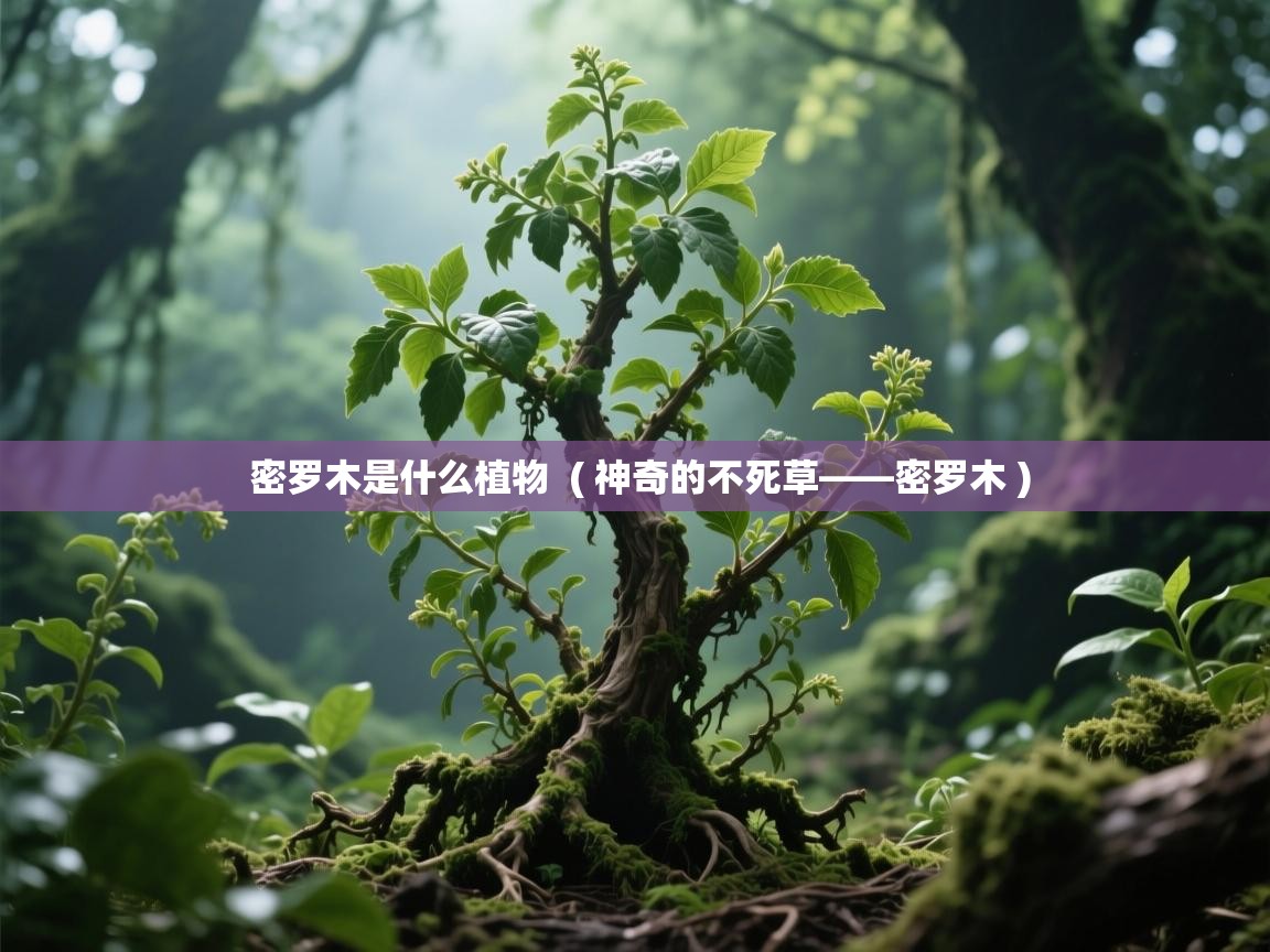 密罗木是什么植物  ( 神奇的不死草——密罗木 )  密罗木是什么植物  ( 神奇的不死草——密罗木 )