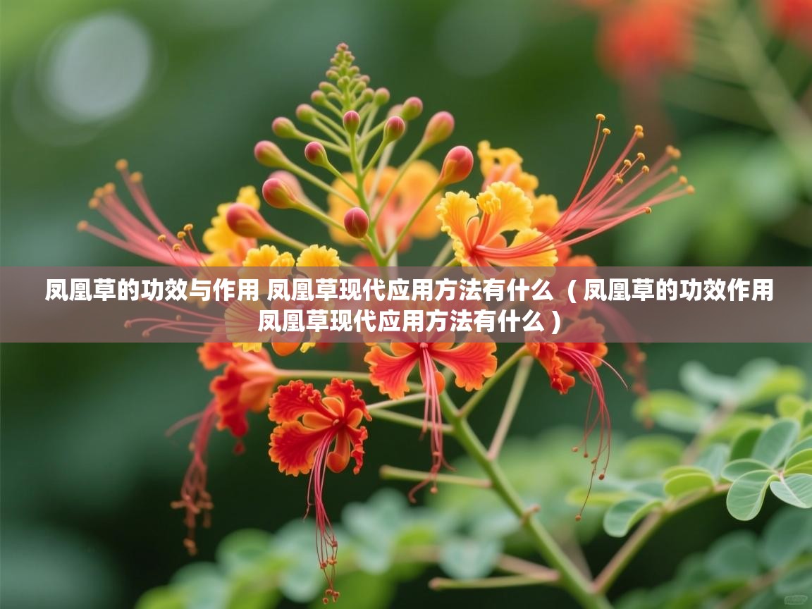  凤凰草的功效与作用 凤凰草现代应用方法有什么  ( 凤凰草的功效作用 凤凰草现代应用方法有什么 )