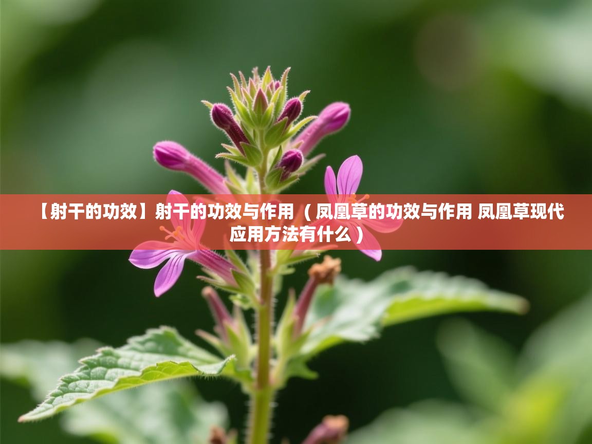 【射干的功效】射干的功效与作用  ( 凤凰草的功效与作用 凤凰草现代应用方法有什么 )  【射干的功效】射干的功效与作用  ( 凤凰草的功效与作用 凤凰草现代应用方法有什么 )