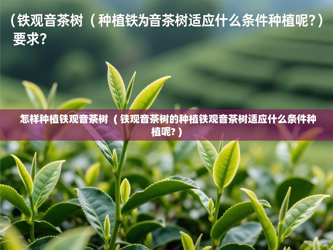  怎样种植铁观音茶树  ( 铁观音茶树的种植铁观音茶树适应什么条件种植呢? )