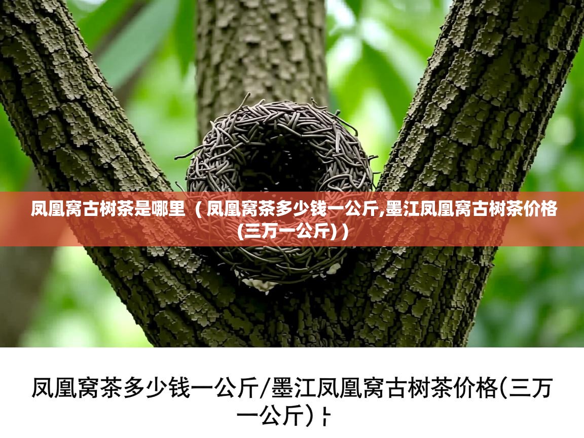  凤凰窝古树茶是哪里  ( 凤凰窝茶多少钱一公斤,墨江凤凰窝古树茶价格(三万一公斤) )