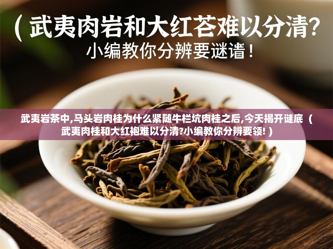 武夷岩茶中,马头岩肉桂为什么紧随牛栏坑肉桂之后,今天揭开谜底 ( 武夷肉桂和大红袍难以分清?小编教你分辨要领! ) 武夷岩茶中,马头岩肉桂为什么紧随牛栏坑肉桂之后,今天揭开谜底 ( 武夷肉桂和大红袍难以分清?小编教你分辨要领! )