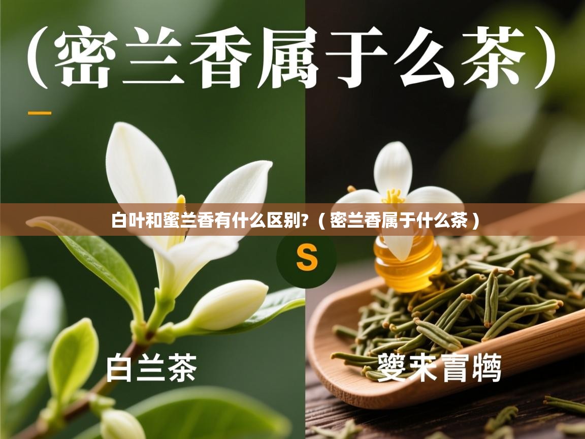  白叶和蜜兰香有什么区别?  ( 密兰香属于什么茶 )