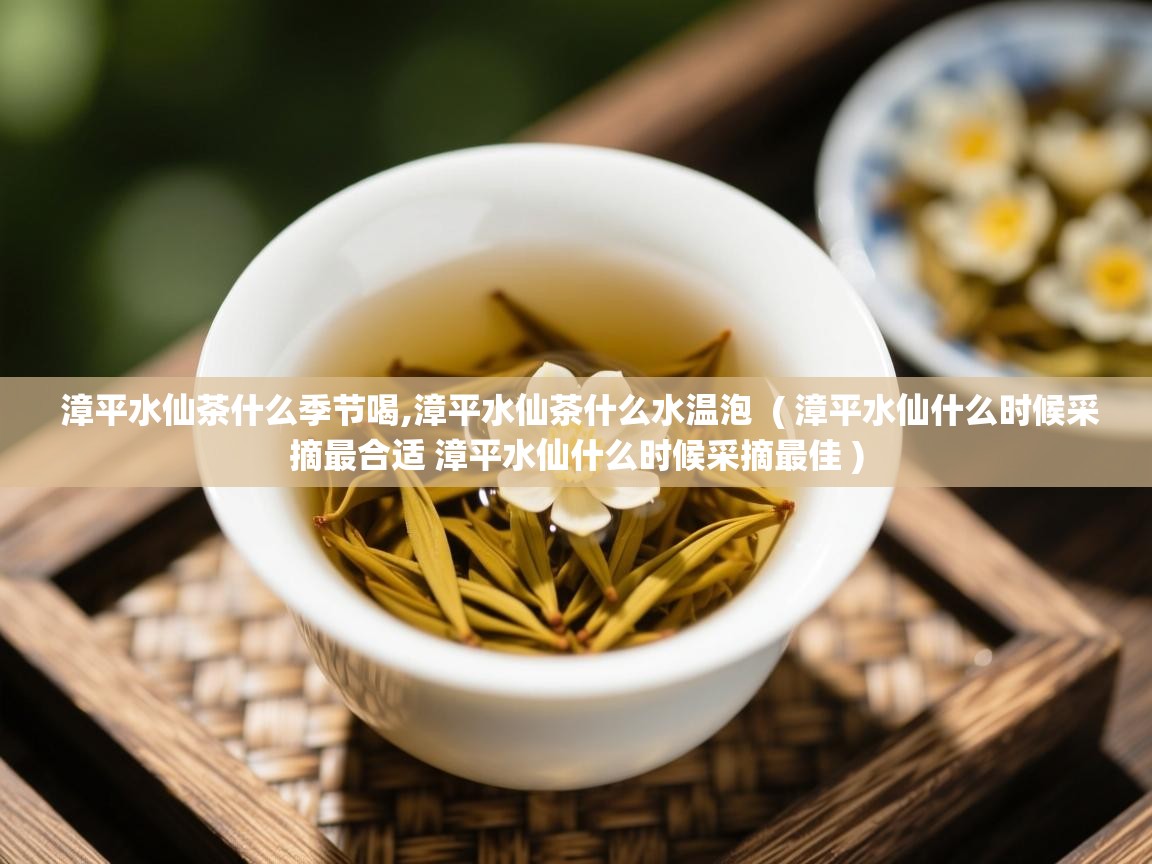  漳平水仙茶什么季节喝,漳平水仙茶什么水温泡  ( 漳平水仙什么时候采摘最合适 漳平水仙什么时候采摘最佳 )