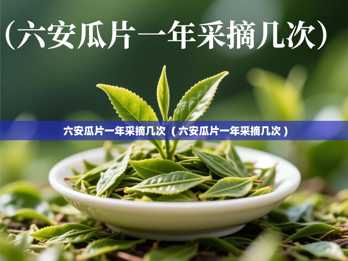 六安瓜片一年采摘几次 ( 六安瓜片一年采摘几次 ) 六安瓜片一年采摘几次 ( 六安瓜片一年采摘几次 )